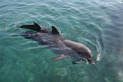 Eilat Dolfijnen